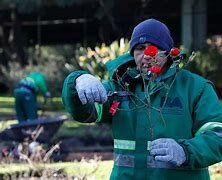 REPARTIRÁN LOS ESQUEJES DEL ROCEDAL A LOS VECINOS