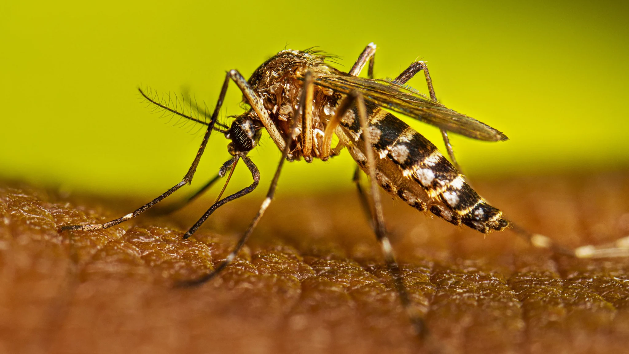 DESDE UNIÓN POR LA PATRIA PROPONEN CREAR UN PROGRAMA DE VACUNACIÓN CONTRA EL DENGUE PARA SECTORES VULNERABLES