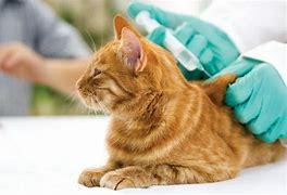 CONTINÚA LA CASTRACIÓN Y VACUNACIÓN ANTIRRÁBICA PARA PERROS Y GATOS