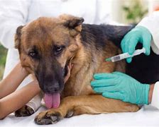 CONTINÚA LA CASTRACIÓN Y VACUNACIÓN ANTIRRÁBICA PARA PERROS Y GATOS