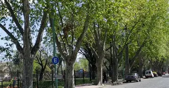 CAMBIAR LOS PLÁTANOS PARA EVITAR ALERGIAS