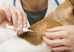 PROPONEN COLOCARLE UN MICROCHIP A LAS MASCOTAS