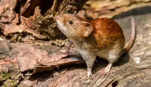 CRECEN LOS CASOS DE HANTAVIRUS Y HAY PREOCUPACIÓN