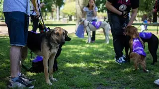 SIGUEN LAS JORNADAS DE ADOPCIÓN DE PERROS Y GATOS