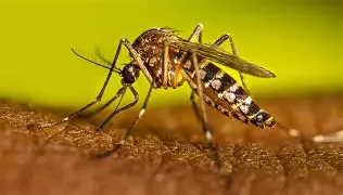 DÍA INTERNACIONAL DE LUCHA CONTRA EL DENGUE